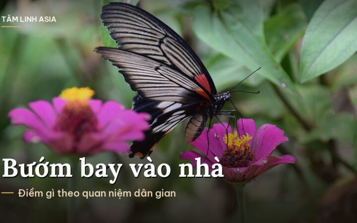 Bướm đen cánh đỏ đậu trên hoa cúc ngũ sắc