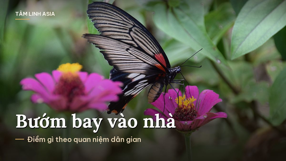Bướm đen cánh đỏ đậu trên hoa cúc ngũ sắc