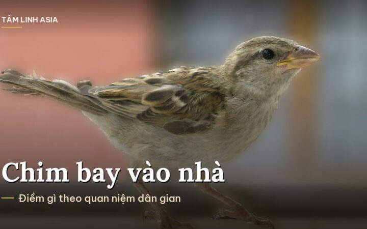 Chú chim sẻ đậu trên bậu cửa sổ