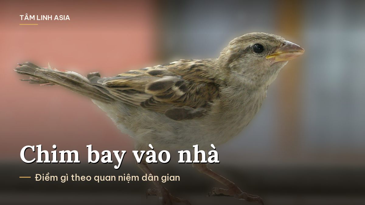 Chú chim sẻ đậu trên bậu cửa sổ