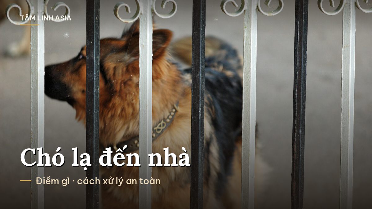 Chú chó becgie nhìn qua song cổng sắt