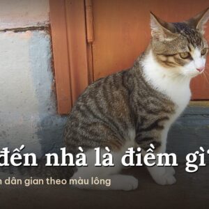 Mèo mướp trắng ngồi trước bậc cửa
