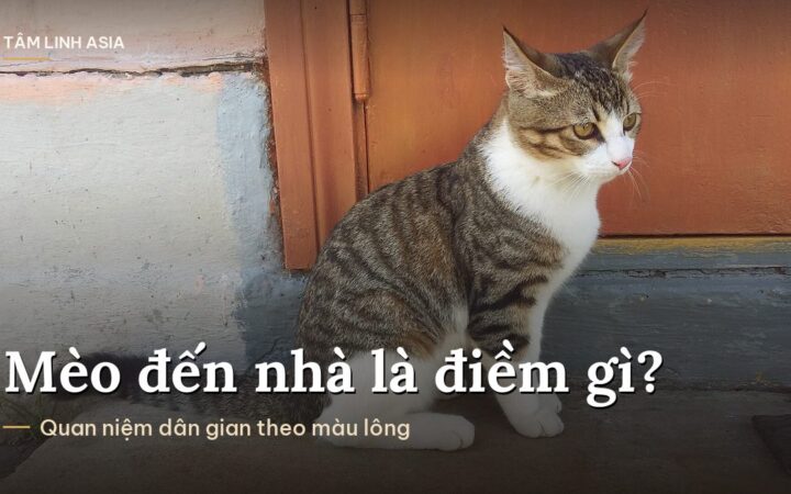 Mèo mướp trắng ngồi trước bậc cửa