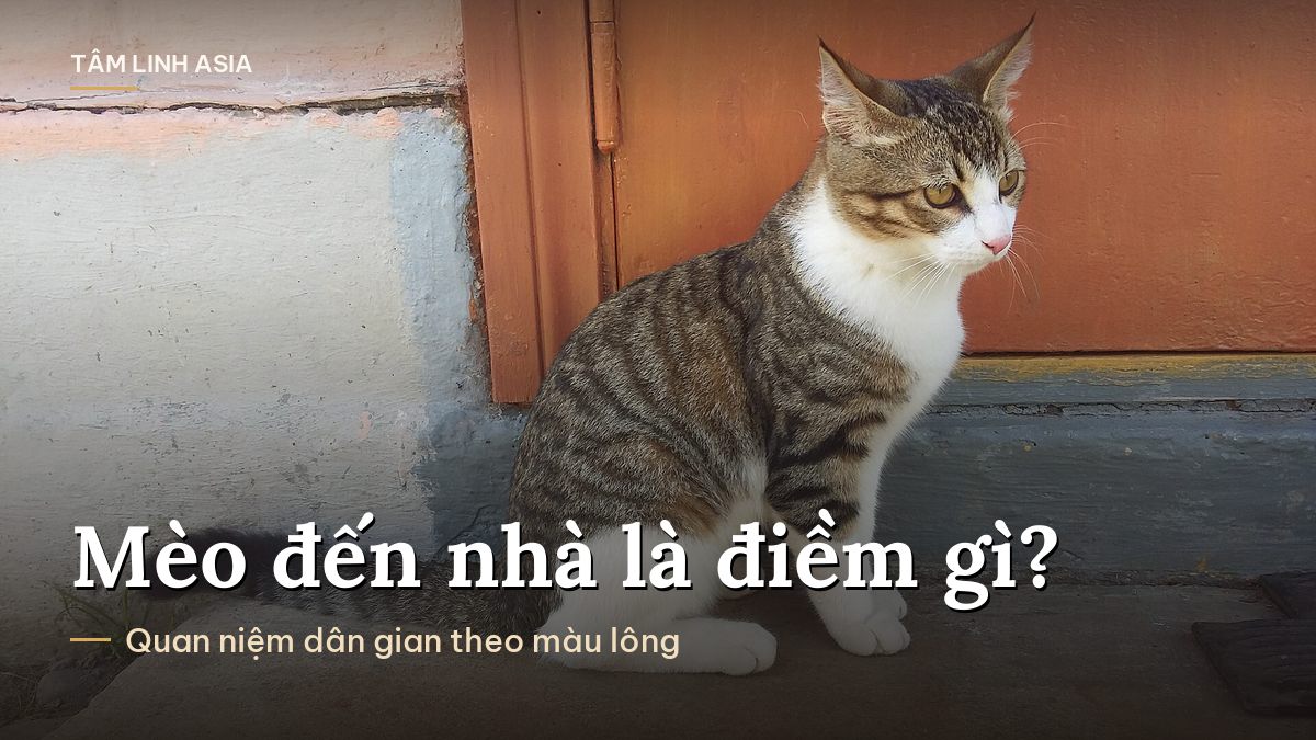 Mèo mướp trắng ngồi trước bậc cửa