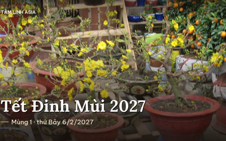 Chậu mai vàng và cây quất bày bán ở chợ hoa Tết