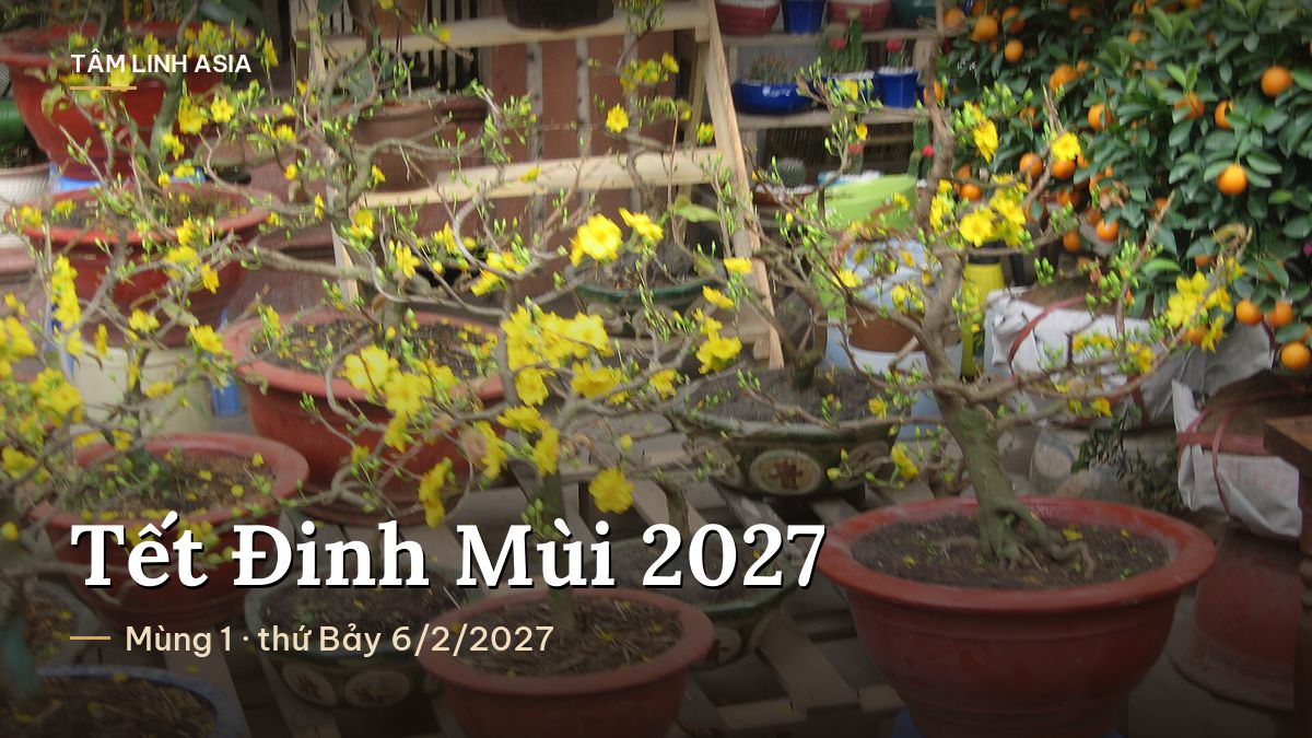 Chậu mai vàng và cây quất bày bán ở chợ hoa Tết