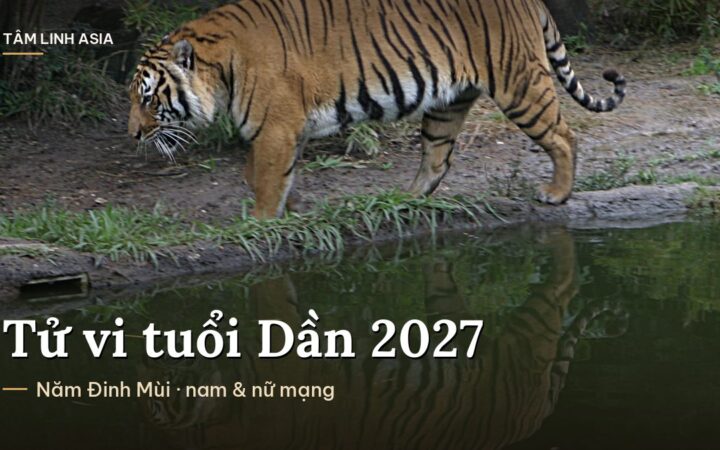 Hổ Đông Dương đi bên bờ nước