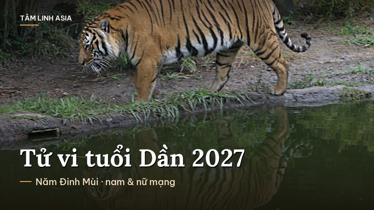 Hổ Đông Dương đi bên bờ nước