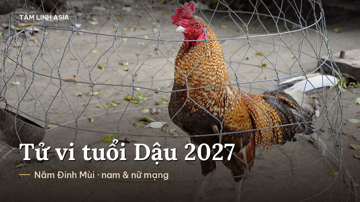 Gà trống đứng cạnh lồng lưới ở Việt Nam