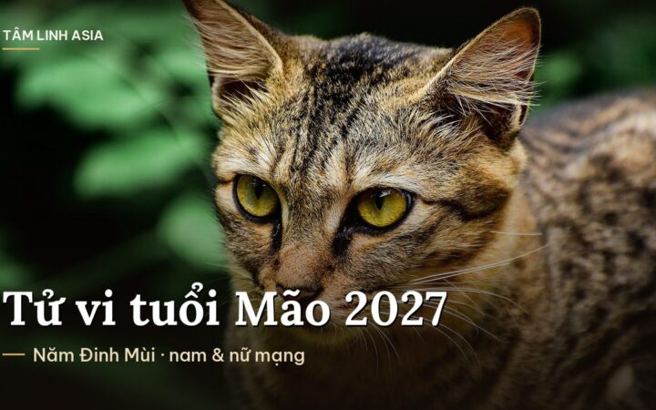 Cận cảnh chú mèo mướp mắt vàng