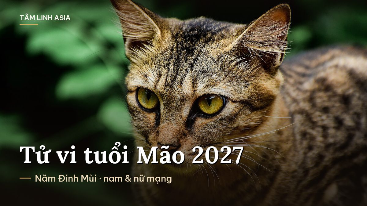 Cận cảnh chú mèo mướp mắt vàng
