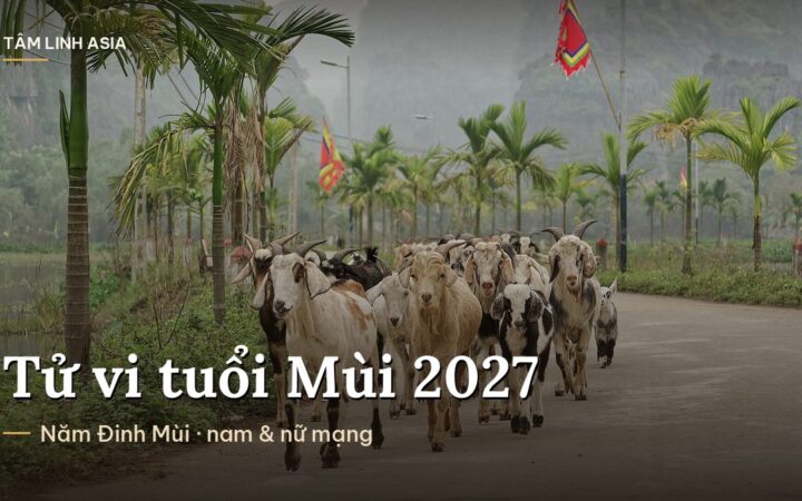 Đàn dê đi trên đường làng ở Ninh Bình