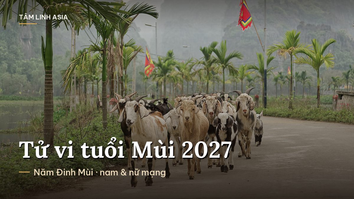 Đàn dê đi trên đường làng ở Ninh Bình
