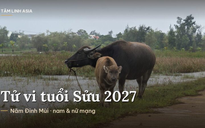 Trâu mẹ và nghé đứng trên cánh đồng ở Hội An