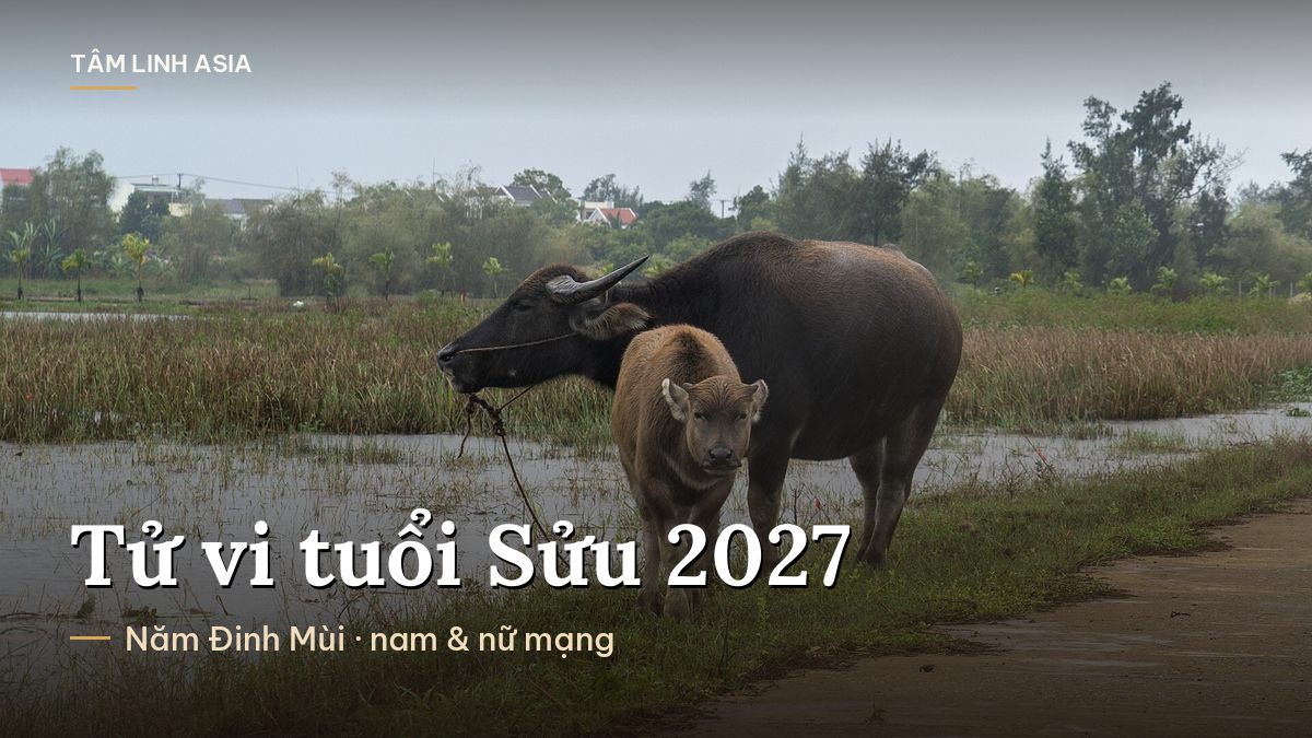 Trâu mẹ và nghé đứng trên cánh đồng ở Hội An