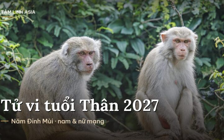 Hai con khỉ ngồi giữa tán cây xanh ở Sơn Trà, Đà Nẵng