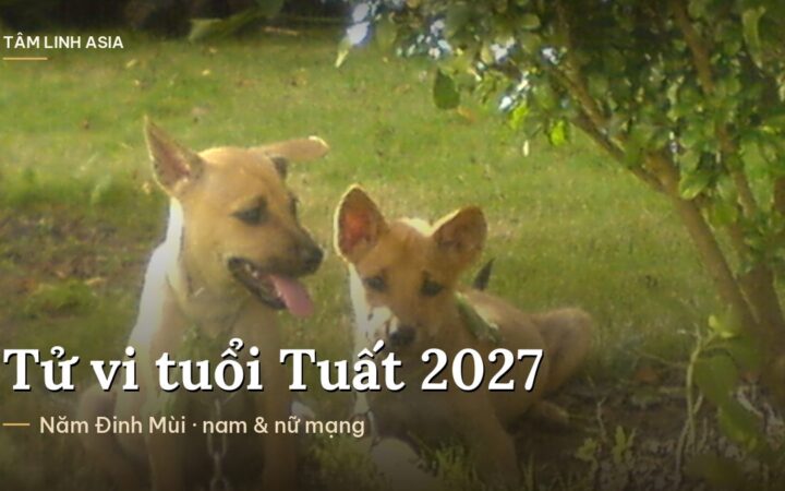 Hai chú chó Phú Quốc con trên bãi cỏ
