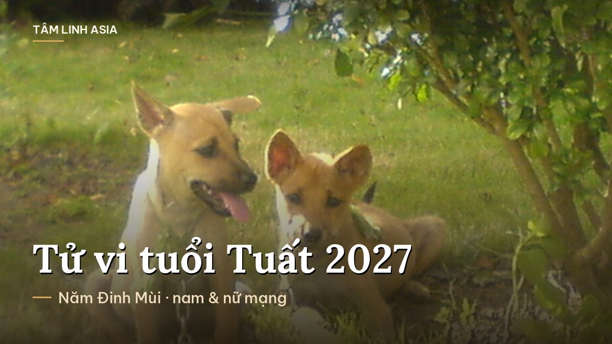 Hai chú chó Phú Quốc con trên bãi cỏ