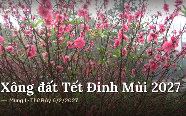 Cành hoa đào nở hồng ngày Tết